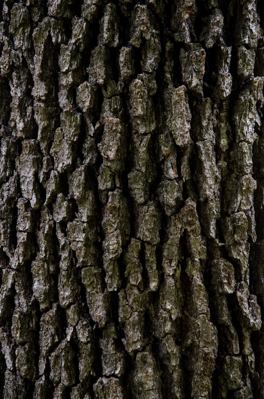 Tree Identification in Winter: A Wonder-Filled Discovery
