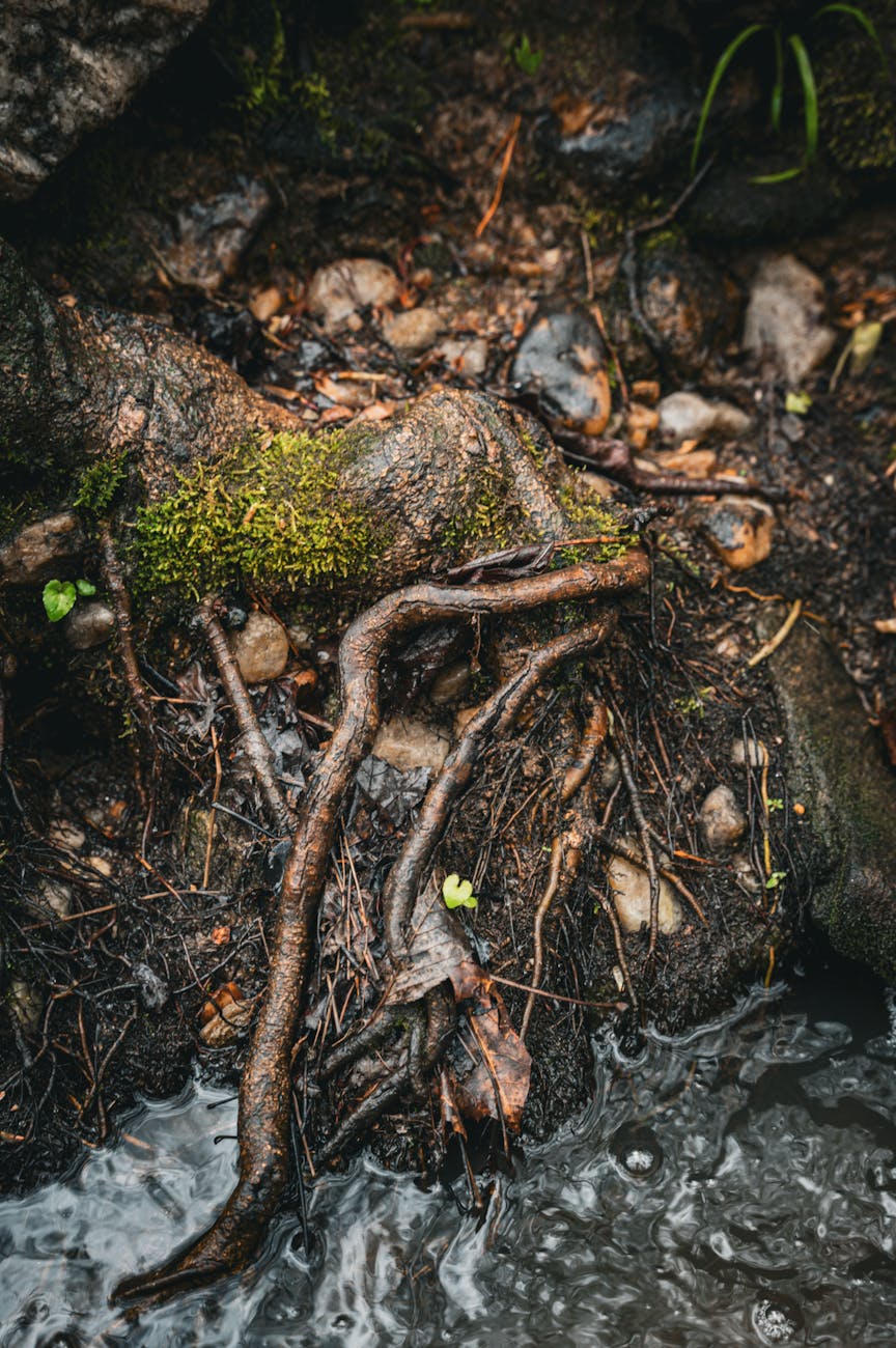 close up of the ground